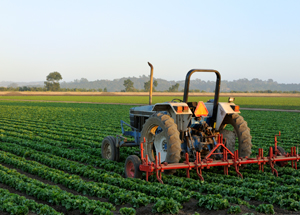 Food and Agriculture
